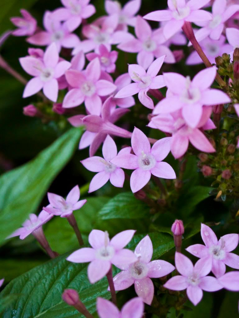 IMAGE: http://i168.photobucket.com/albums/u189/miiij/IMG_3066.jpg