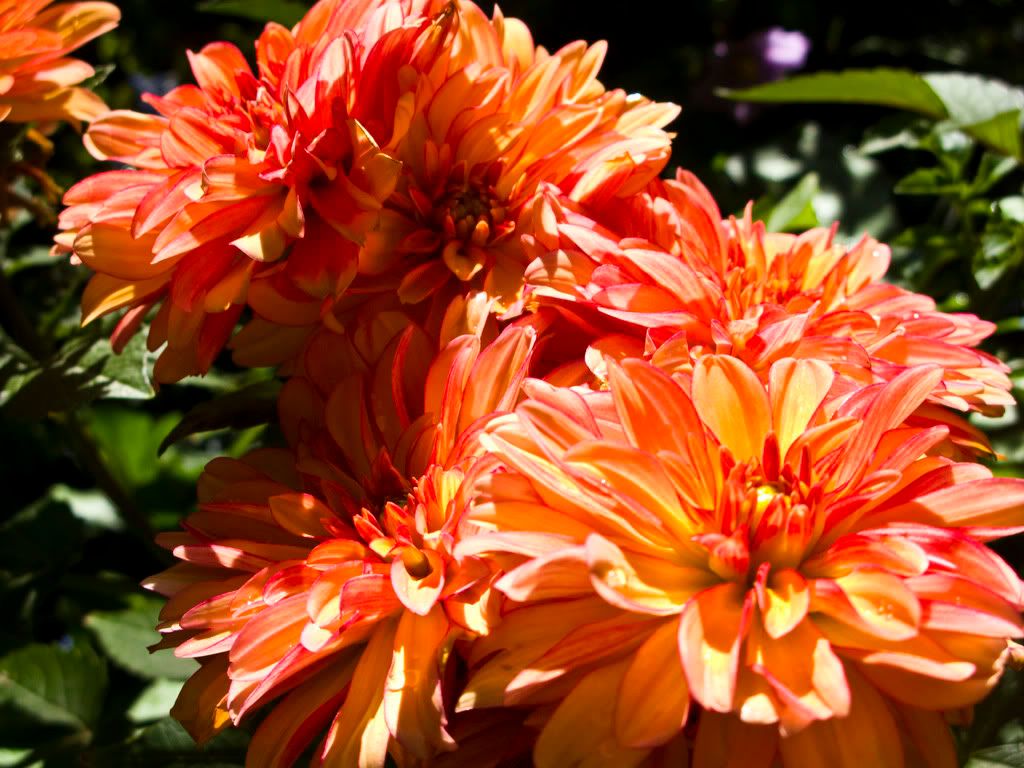 IMAGE: http://i168.photobucket.com/albums/u189/miiij/IMG_3073.jpg