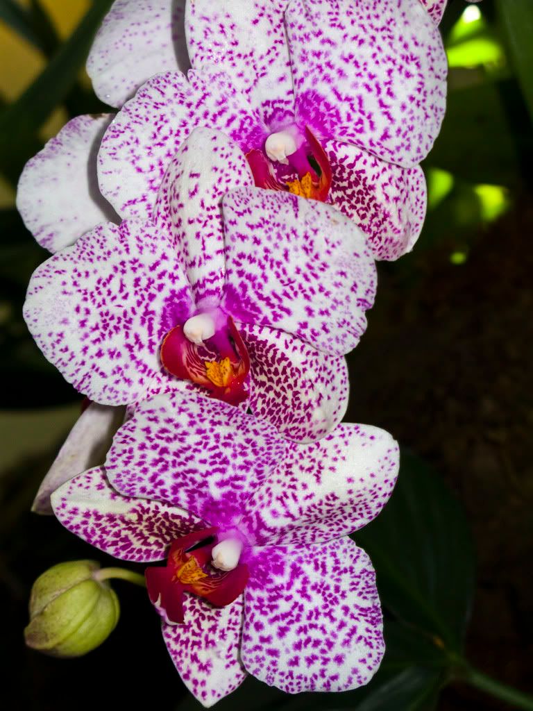 IMAGE: http://i168.photobucket.com/albums/u189/miiij/IMG_3074.jpg