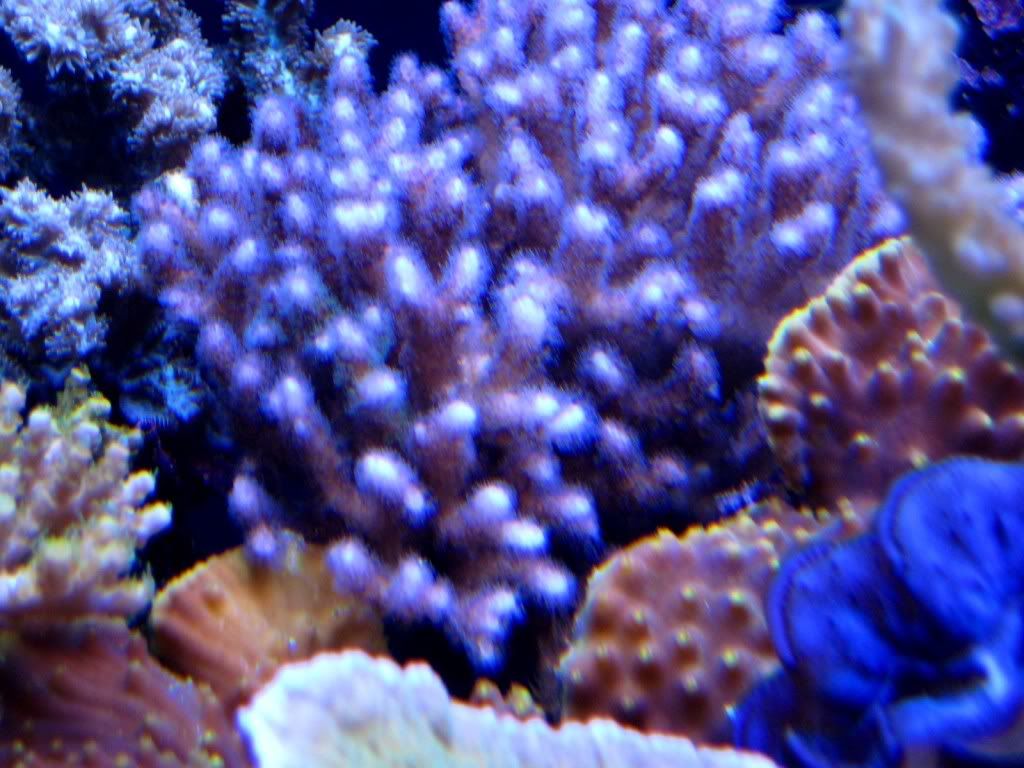 pocillopora.jpg