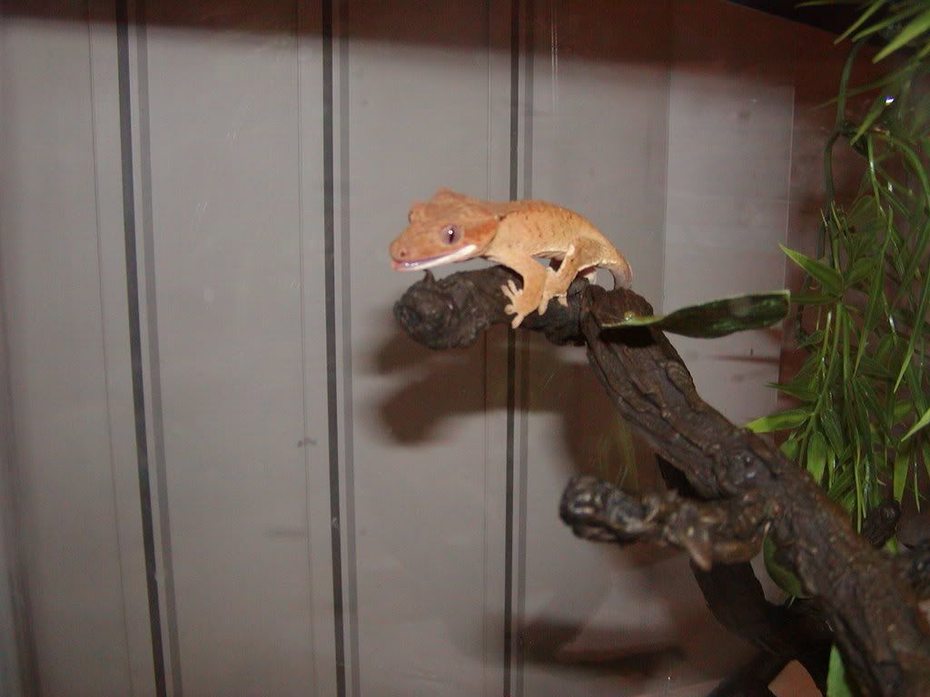 petspics6-3.jpg