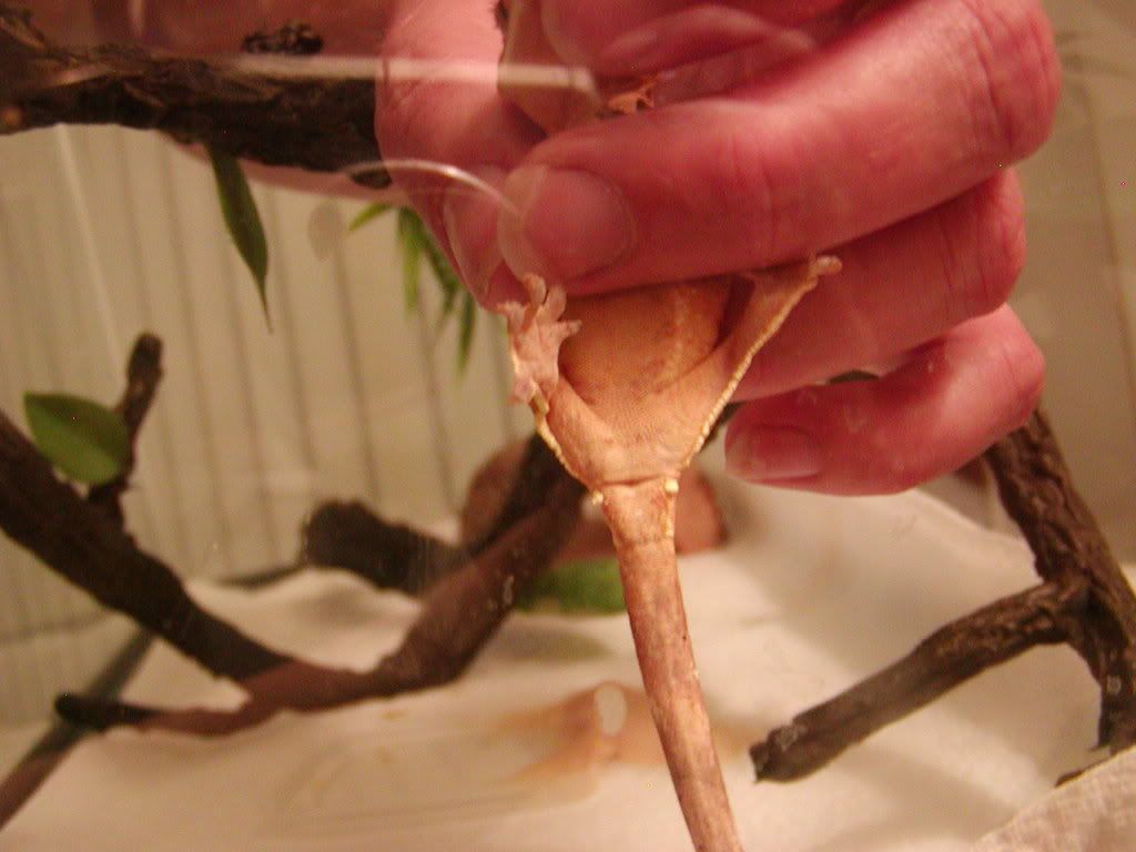 petspics6.jpg