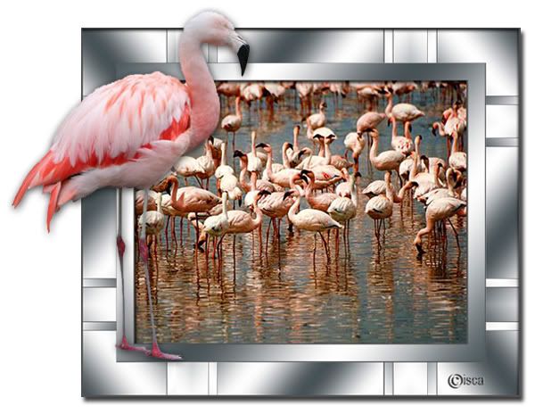 205_flamingos-zilverkader.jpg picture by Princess1944