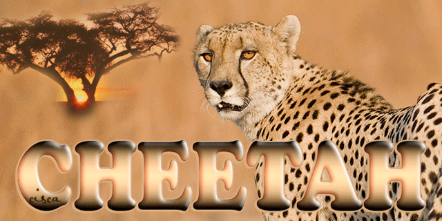 247_Cheetah_blog.gif picture by Princess1944
