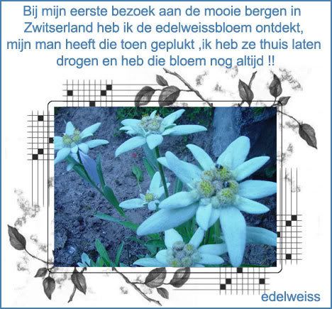 37Edelweiss.jpg picture by Princess1944