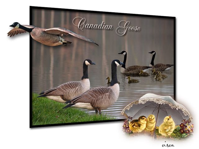 Canadian-Goose-blog.jpg picture by Princess1944