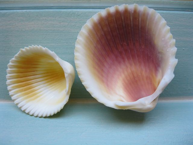 cockle_shell_stock_by_rustymermaid_blog.jpg picture by Princess1944