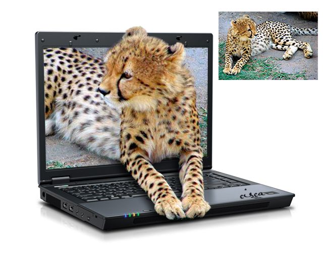 laptop-3-OOB-cheetah-blog.jpg picture by Princess1944