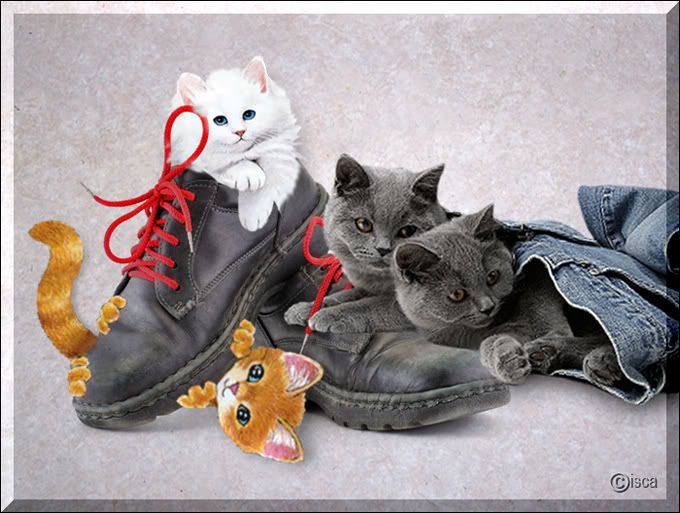 Project7-schoenen-kittens-blog.jpg picture by Princess1944