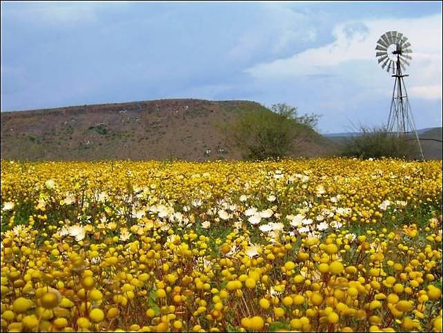 SA-Namaqualand-2.jpg picture by Princess1944