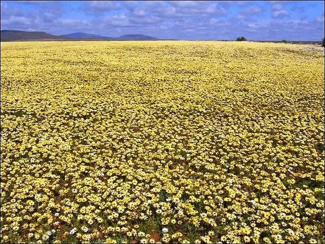 SA-Namaqualand-8.jpg picture by Princess1944