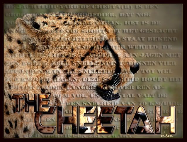 The-Cheetah-blog.jpg picture by Princess1944