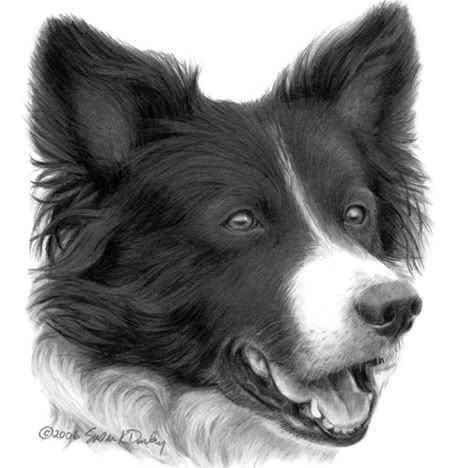 border_collie-kl.jpg picture by Princess1944
