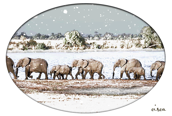 elephants-snow3.gif picture by Princess1944