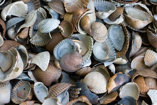 shells-4-blog.jpg picture by Princess1944