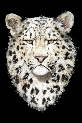 snowleopard-tekening-animat.gif picture by Princess1944