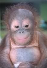 orangutan_infant.jpg
