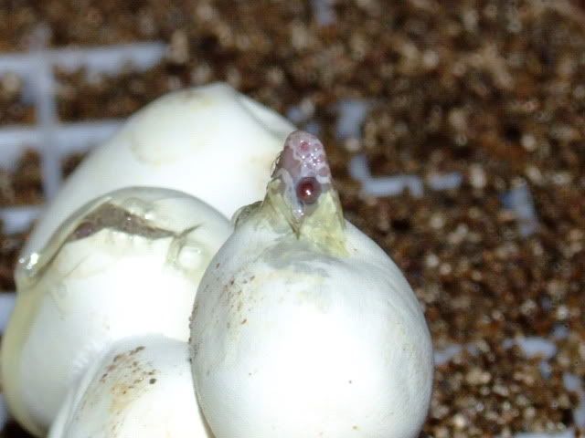 2008_0615pippies0005.jpg