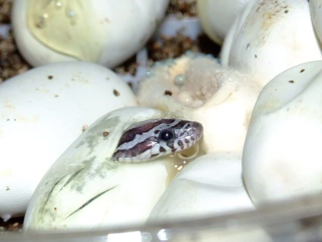2008_0615pippies0007.jpg