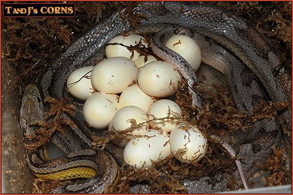 galena_eggsfortimoftandj.jpg