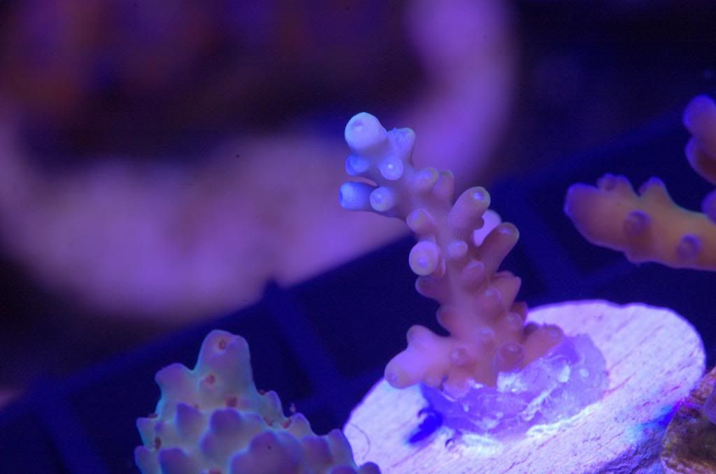 GreenPolypPI zps16db7113 - Crazy SPS pack/frags...Cherry Coral, Reef Raft, WTs, Blue Lagoon