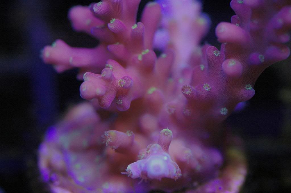 GreenPolypPoisonIvyDragonsTounge zpsb75e170f - Crazy SPS pack/frags...Cherry Coral, Reef Raft, WTs, Blue Lagoon