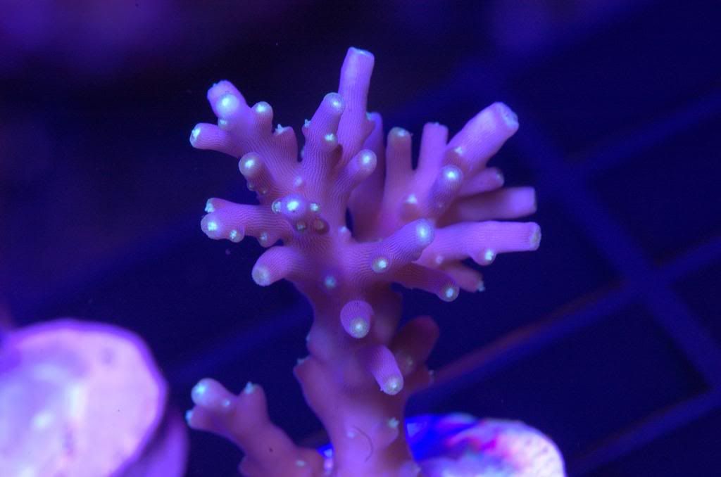 MRPacMan zps51ac744c - Crazy SPS pack/frags...Cherry Coral, Reef Raft, WTs, Blue Lagoon