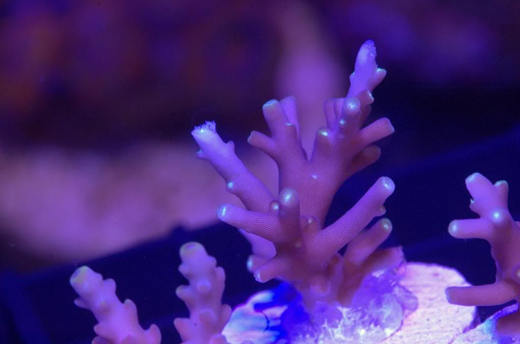 MrPacMan2 zps6c65d3a2 - Crazy SPS pack/frags...Cherry Coral, Reef Raft, WTs, Blue Lagoon