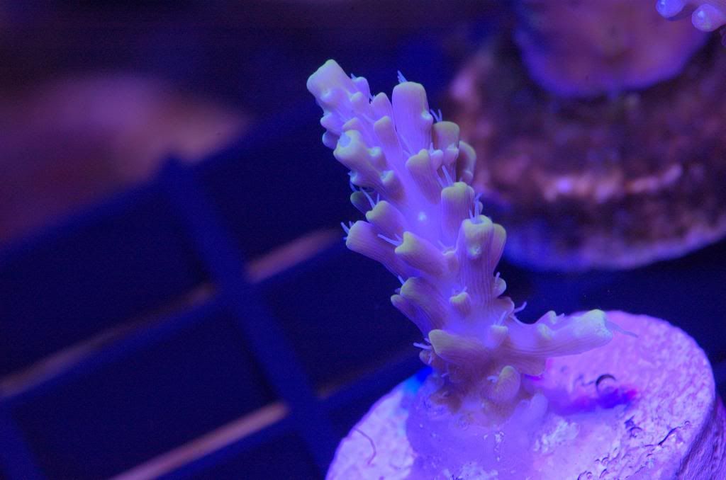 ObliviousOblivian zps884ebbf0 - Crazy SPS pack/frags...Cherry Coral, Reef Raft, WTs, Blue Lagoon