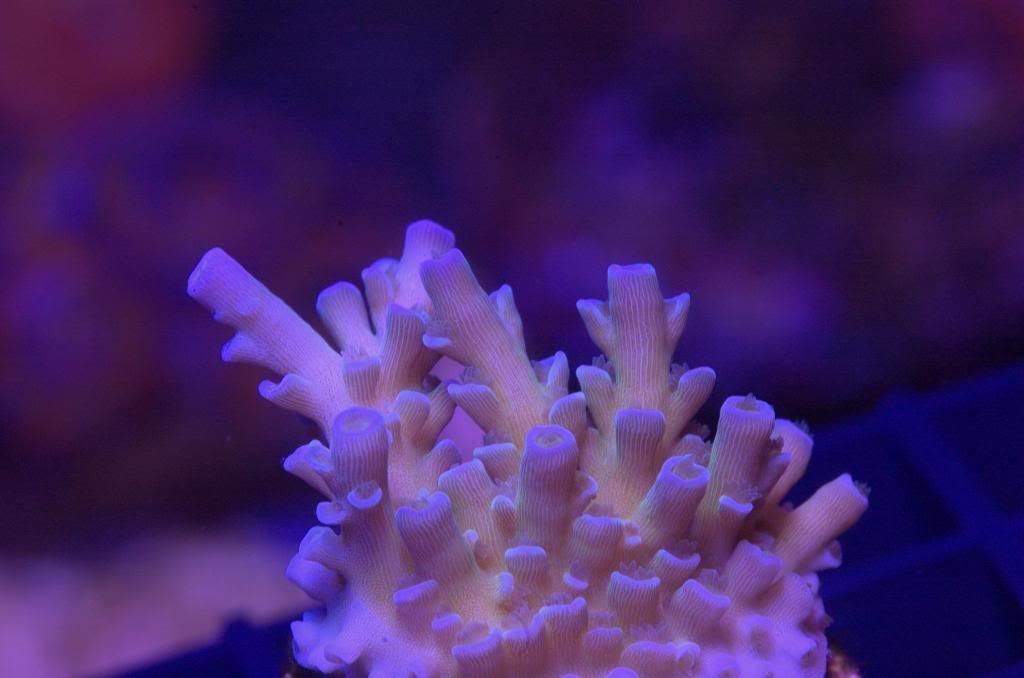WTsJambaJuice zps390c7714 - Crazy SPS pack/frags...Cherry Coral, Reef Raft, WTs, Blue Lagoon