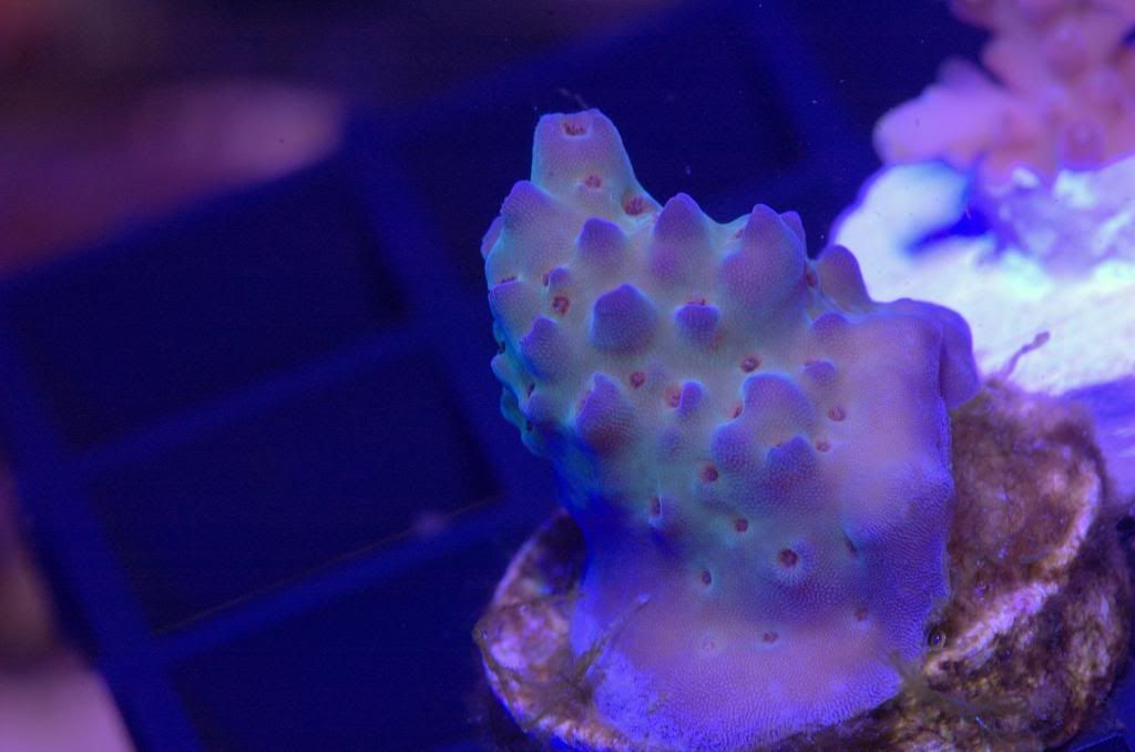WTsTDF2 zps96f9b7bc - Crazy SPS pack/frags...Cherry Coral, Reef Raft, WTs, Blue Lagoon