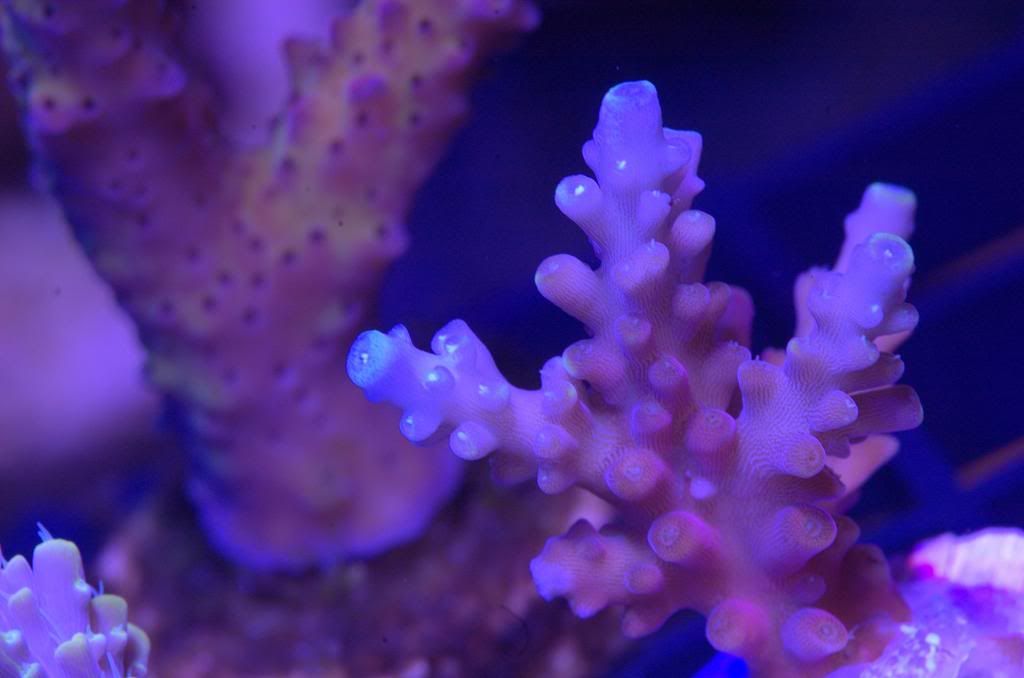 WTsTinasOrgasm zps5d20587a - Crazy SPS pack/frags...Cherry Coral, Reef Raft, WTs, Blue Lagoon