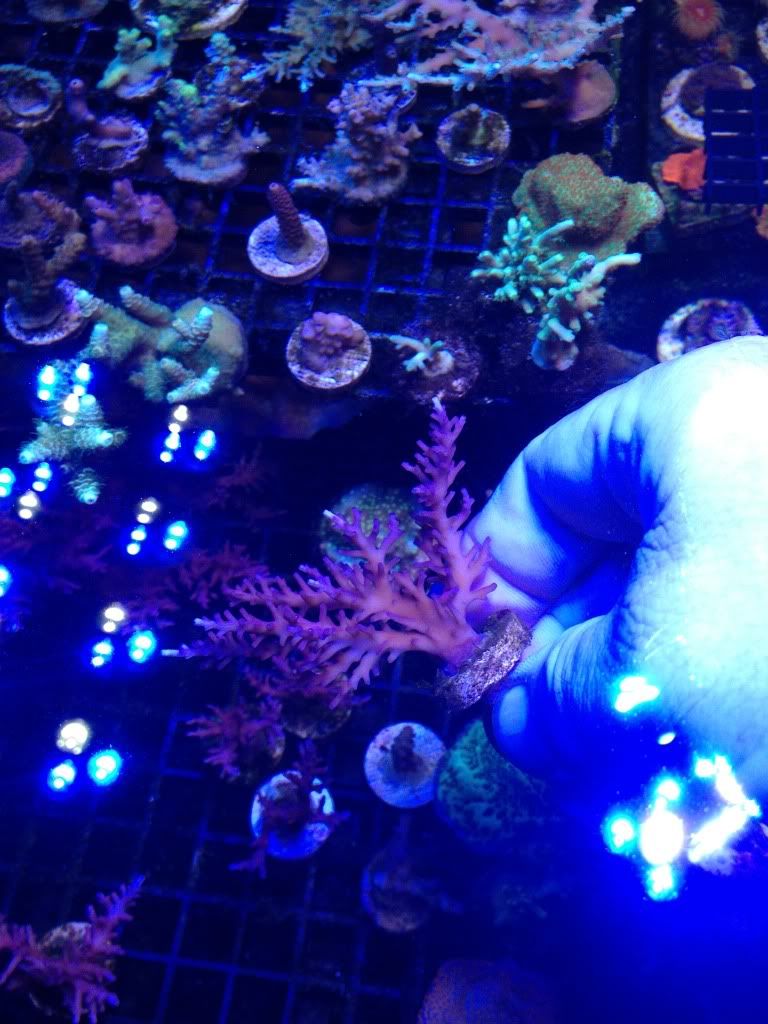null zps3962bcd7 - Crazy SPS pack/frags...Cherry Coral, Reef Raft, WTs, Blue Lagoon