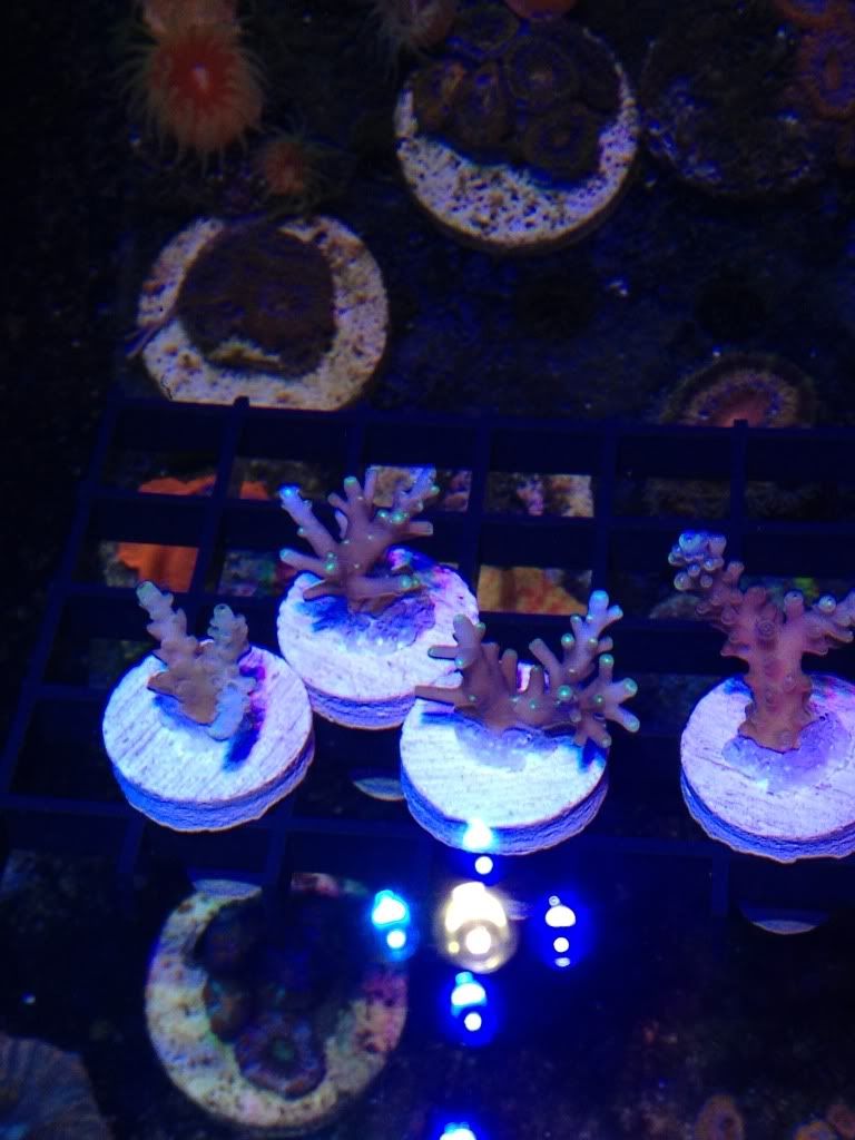 null zps4a9b3c46 - Crazy SPS pack/frags...Cherry Coral, Reef Raft, WTs, Blue Lagoon