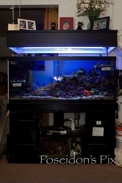 tankpic - 75g Marineland reef ready tank , stand, and canopy