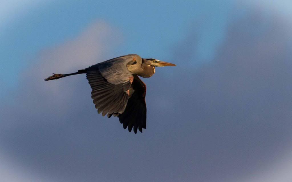 IMAGE: http://i168.photobucket.com/albums/u191/bdjsbucket/IMG_0593-1_zpsfcad2e6c.jpg