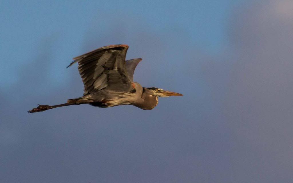 IMAGE: http://i168.photobucket.com/albums/u191/bdjsbucket/IMG_0594-2_zps88ef694a.jpg