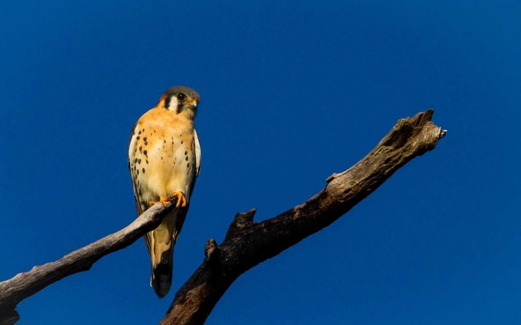 IMAGE: http://i168.photobucket.com/albums/u191/bdjsbucket/IMG_0944-1_zpsb61aac39.jpg