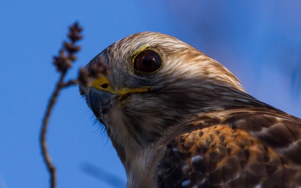 IMAGE: http://i168.photobucket.com/albums/u191/bdjsbucket/IMG_1064-4_zpsaf70920c.jpg