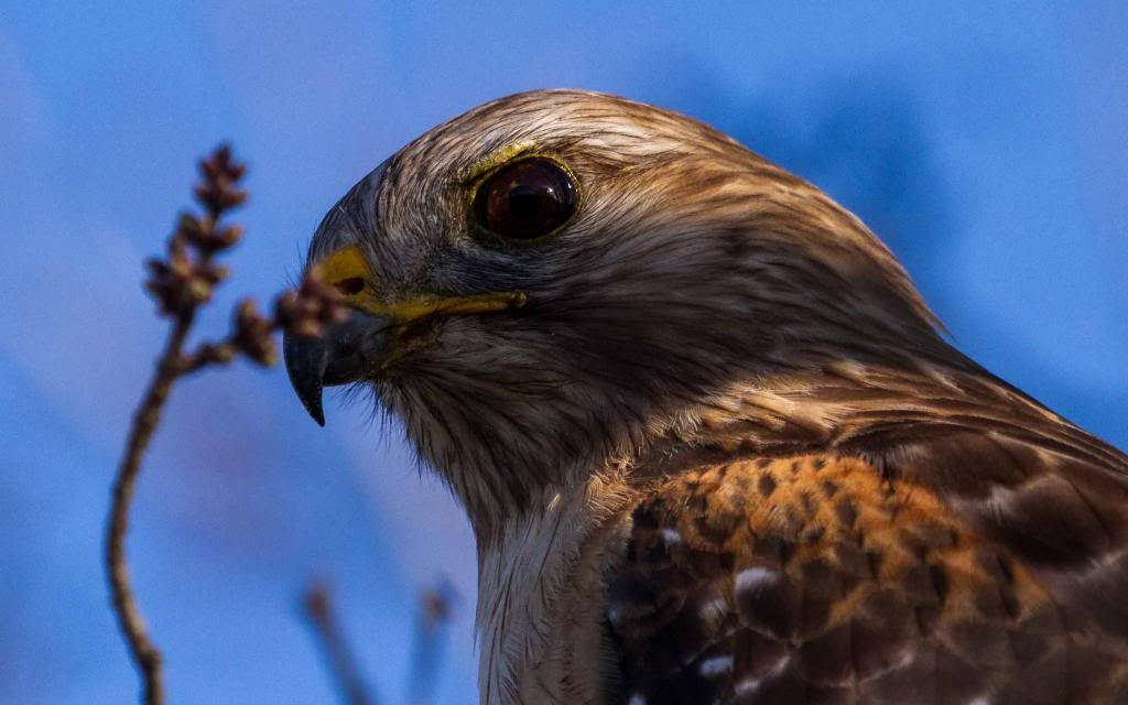 IMAGE: http://i168.photobucket.com/albums/u191/bdjsbucket/IMG_1070-6_zpsc5467827.jpg