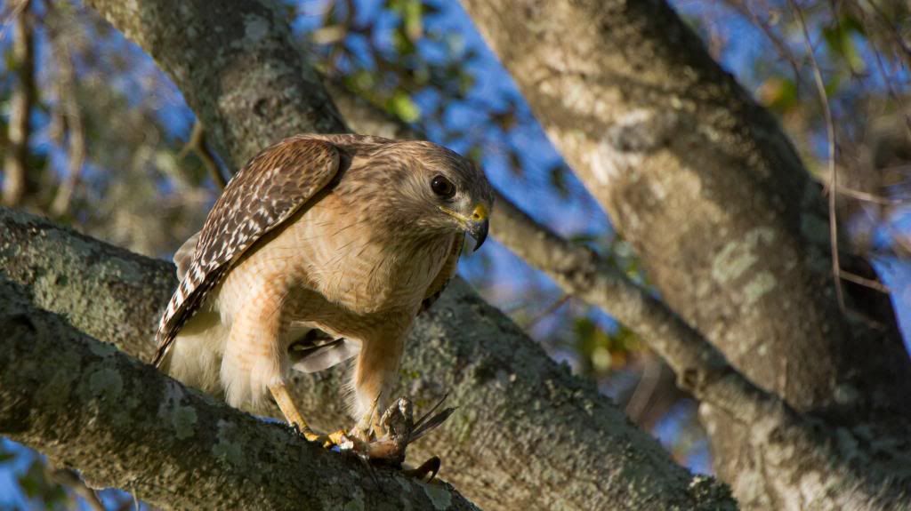 IMAGE: http://i168.photobucket.com/albums/u191/bdjsbucket/IMG_1501-8_zps4003d1e9.jpg