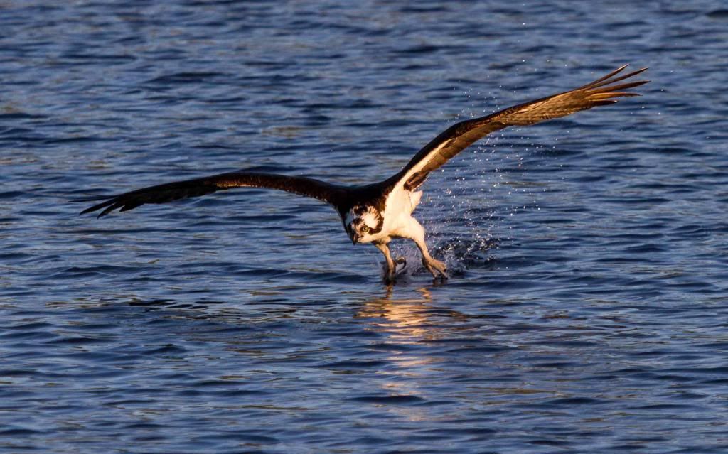 IMAGE: http://i168.photobucket.com/albums/u191/bdjsbucket/IMG_1536-6_zpsd6b0a97f.jpg