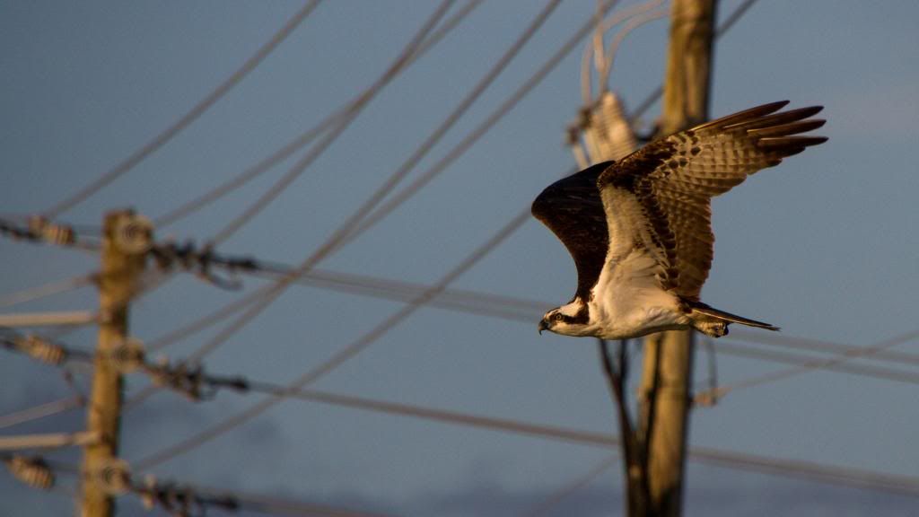 IMAGE: http://i168.photobucket.com/albums/u191/bdjsbucket/IMG_1555-2-1_zps7bb8894d.jpg