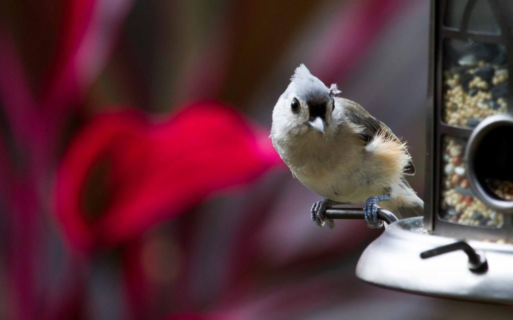 IMAGE: http://i168.photobucket.com/albums/u191/bdjsbucket/IMG_6378-3_zpsa5a2a869.jpg