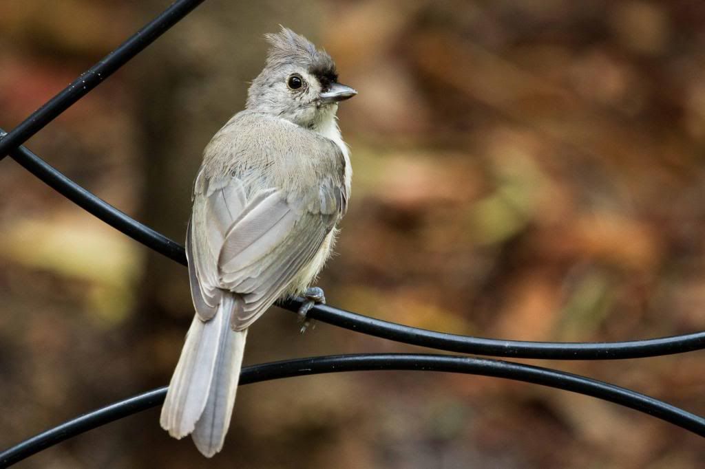 IMAGE: http://i168.photobucket.com/albums/u191/bdjsbucket/IMG_6402-2_zpsf84fe892.jpg