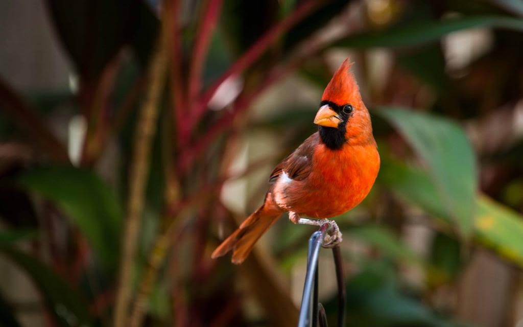 IMAGE: http://i168.photobucket.com/albums/u191/bdjsbucket/IMG_6871-1_zpsba7123a2.jpg