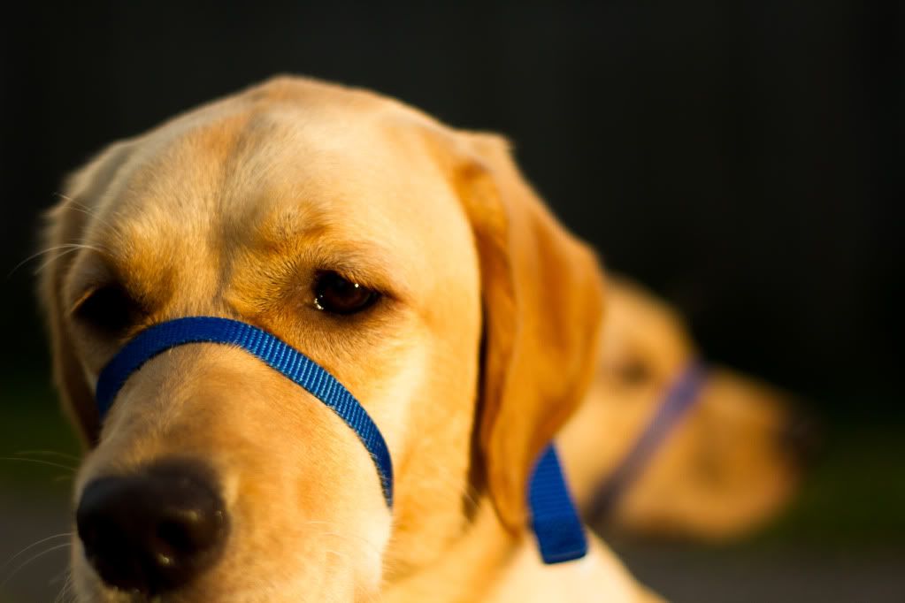 IMAGE: http://i168.photobucket.com/albums/u191/bdjsbucket/IMG_8427-2-1.jpg