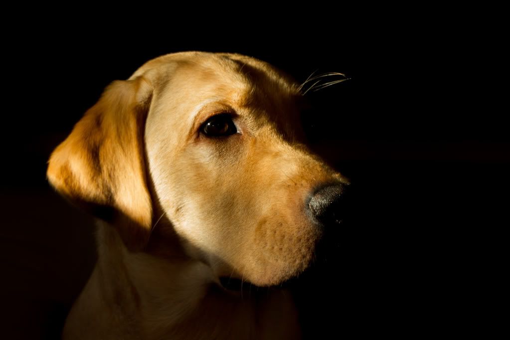 IMAGE: http://i168.photobucket.com/albums/u191/bdjsbucket/IMG_8581-2.jpg