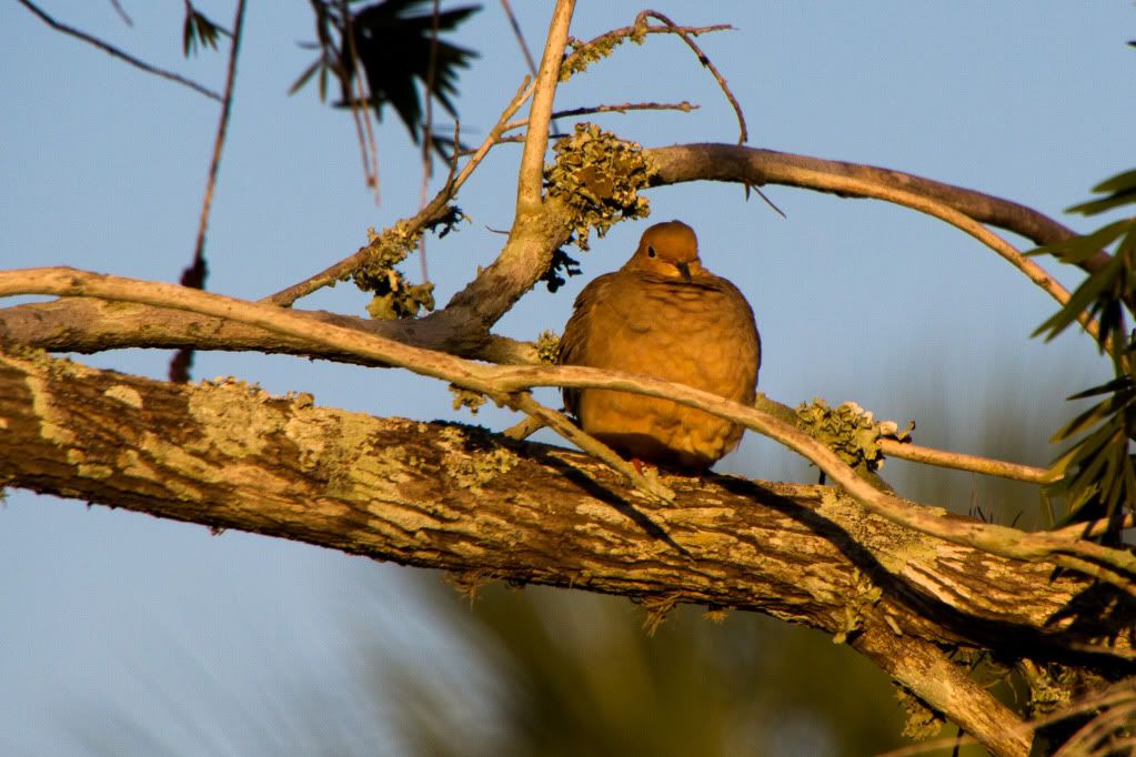 IMAGE: http://i168.photobucket.com/albums/u191/bdjsbucket/IMG_9246-1.jpg