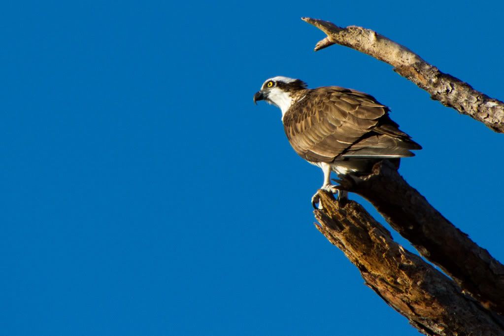 IMAGE: http://i168.photobucket.com/albums/u191/bdjsbucket/IMG_9249-1.jpg